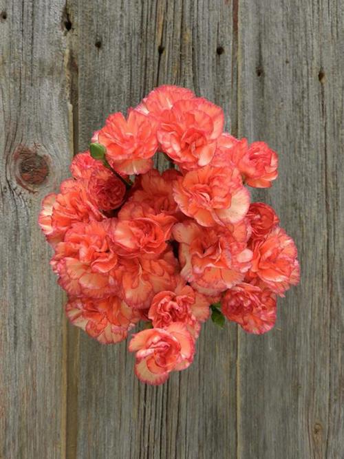 ORANGE MINI-CARNATIONS